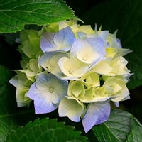 Fleur