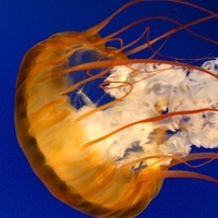 Méduse